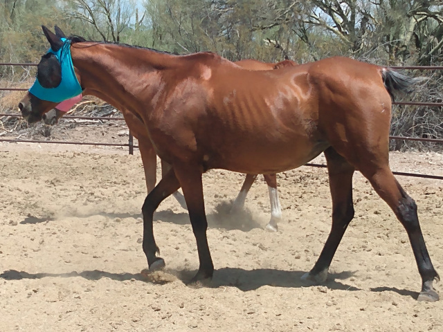 July 2023 -- Norah in Tucson, Arizona