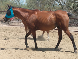 <b>Description: </b>Norah RJSB at Desert Dreamers Rescue, Tucson, Arizona<br/><b>Copyright: </b>Sherri Boyer mnboyer@arizona.edu