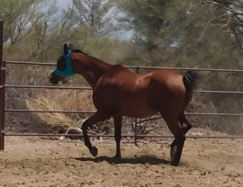 <b>Description: </b>Norah RJSB at Desert Dreamers Rescue, Tucson, Arizona, July 2023<br/><b>Copyright: </b>Sherri Boyer mnboyer@arizona.edu