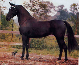 <b>Description: </b>Black Satin (Black Sambo x Diroufa) 1960 Saqlawiyah Gidraniyah Ibn Sudan<br/><b>Copyright: </b>J.Johnston photo