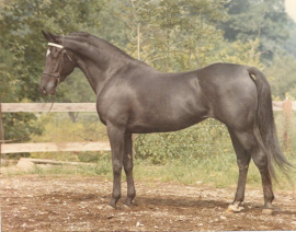 <b>Description: </b>Black Satin (Black Sambo x Diroufa) 1960 Saqlawiyah Gidraniyah Ibn Sudan<br/><b>Copyright: </b>J.Johnston photo