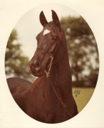 <b>Description: </b>Black Satin (Black Sambo x Diroufa) 1960 Saqlawiyah Gidraniyah Ibn Sudan<br/><b>Copyright: </b>Polly Knoll photo