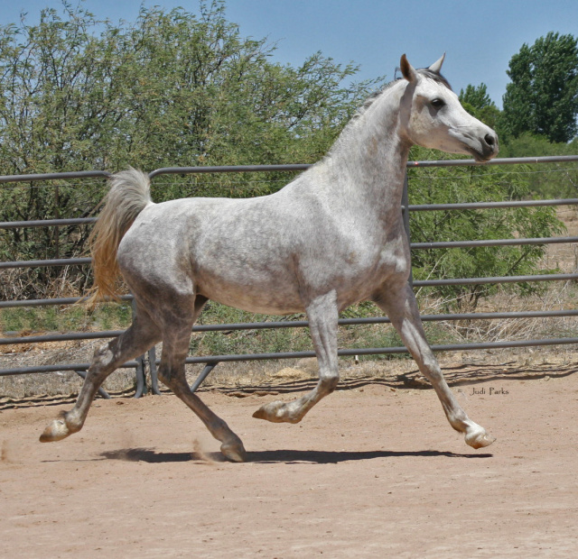 Zahrah (Jalal El Saghira x Nariin)