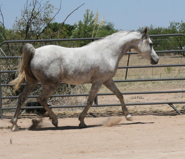 Zahrah (Jalal El Saghira x Nariin) June 7.23