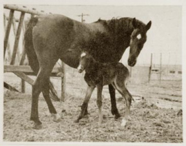 <b>Description: </b>Biroufa (Khebir x Fay Roufa) 1948 Saqlawiya Gidraniyah Ibn Sudan<br/><b>Copyright: </b>Jackson Collection