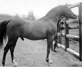 <b>Description: </b>Gulastra 1924 Ch Stallion AHR#521 bred by WR Brown<br/>