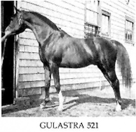 <b>Description: </b>Gulastra 1924 Ch Stallion AHR#521 bred by WR Brown<br/>