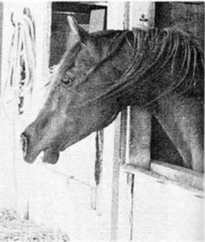 Gulastra 1924 Ch Stallion AHR#521 bred by WR Brown