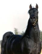 <b>Description: </b>Saud El Ameer owned by Hughes Arabians Inc.  USA<br/>
