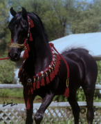 <b>Description: </b>Saud El Ameer at age 25 at Hughes Arabians, USA<br/><b>Copyright: </b>Photo by Audrey
