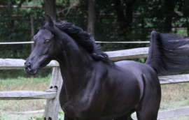 <b>Description: </b>Hu Ikarimaana at Hughes Arabians, USA<br/><b>Copyright: </b>Photo by Audrey