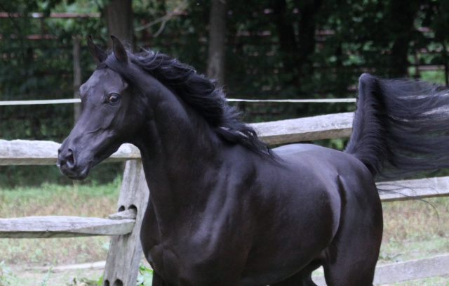 Hu Ikarimaana at Hughes Arabians, USA