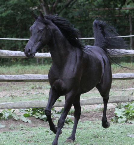 Hu Ikarimaana at Hughes Arabians, USA