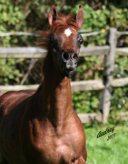 <b>Description: </b>Hu Shamarra Lace at Hughes Arabians, USA.<br/><b>Copyright: </b>Photo by Audrey