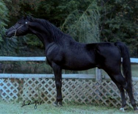 <b>Description: </b>Humon Rha Sheed at Hughes Arabians, USA<br/><b>Copyright: </b>Photo by Audrey