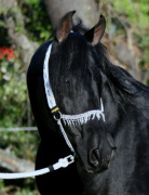 <b>Description: </b>Humon Rha Sheed at Hughes Arabians, USA<br/><b>Copyright: </b>Photo by Audrey