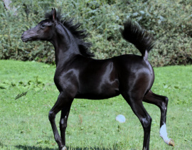 <b>Description: </b>Hu Saud Amarra at Hughes Arabians, USA<br/><b>Copyright: </b>Photo by Audrey
