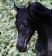 <b>Description: </b>Hu Saud Amarra at Hughes Arabians, USA<br/><b>Copyright: </b>Photo by Audrey