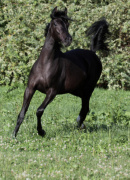 <b>Description: </b>Hu Saud Amarra at Hughes Arabians, USA<br/><b>Copyright: </b>Photo by Audrey