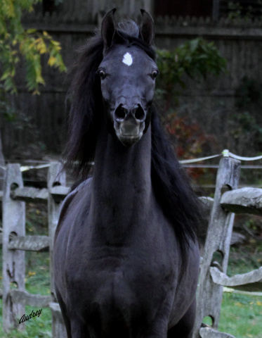 Hu Shaisheeda at Hughes Arabians, USA